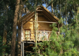 Agapanthus treehouse