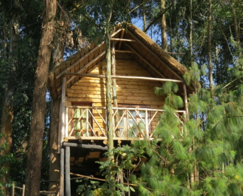 Agapanthus treehouse