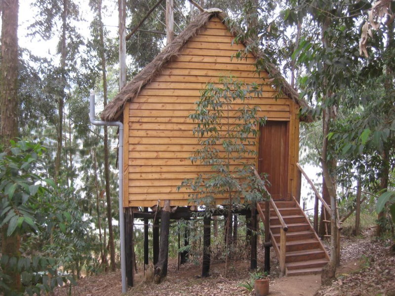 Agapanthus treehouse lake bunyonyi